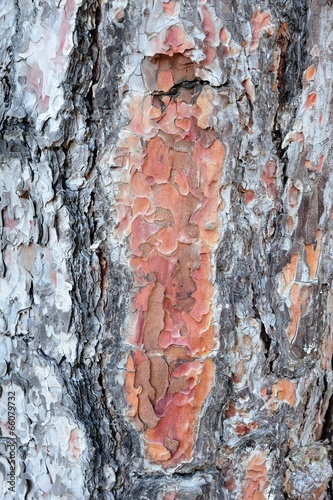 Old body of pine tree with ants photo