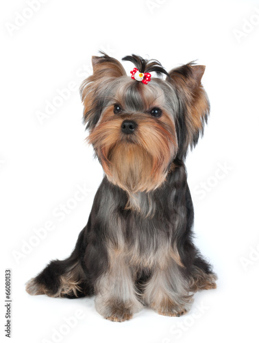 Puppy of the Yorkshire Terrier with hairpin © Konstantin Gushcha