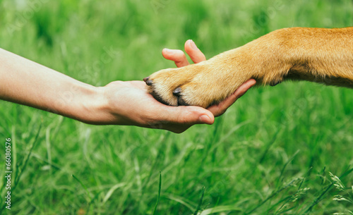 Dog paw and human hand are doing handshake photo
