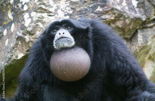 Singe Siamang - Symphalangus syndactylus - en gros plan
