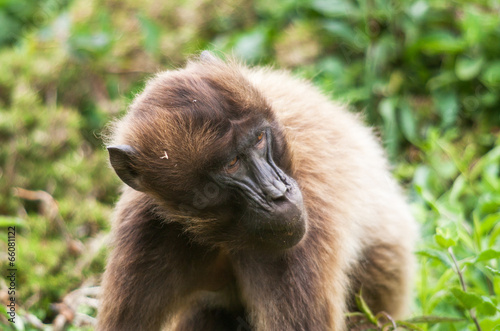 Gélada - Theropithecus gelada - en gros plan