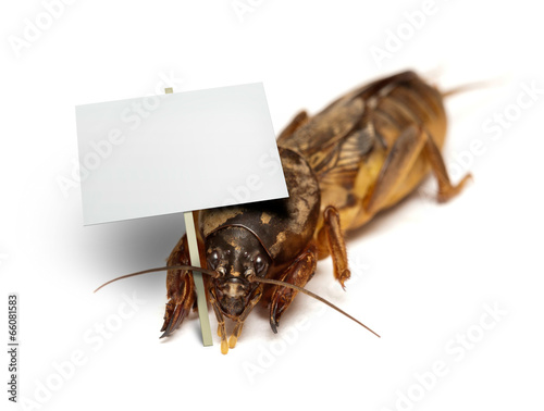 Bug - mole cricket holding blank banner