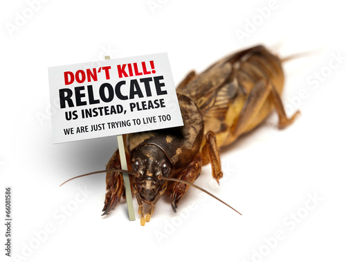 Mole cricket protesting against being killed as garden/lawn pest
