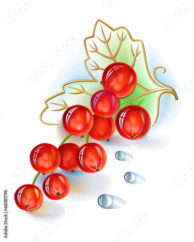 Red currant bunch with leaf and dew drops