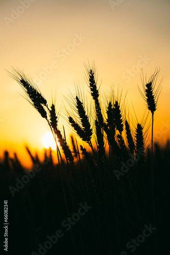 Sunset with wheat and trees