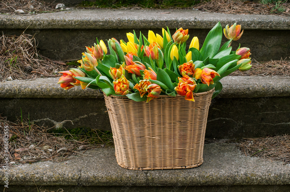 Basket with tulips on stairs