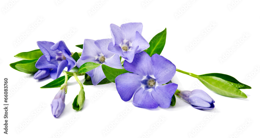 Beautiful blue flower periwinkle isolated on white background