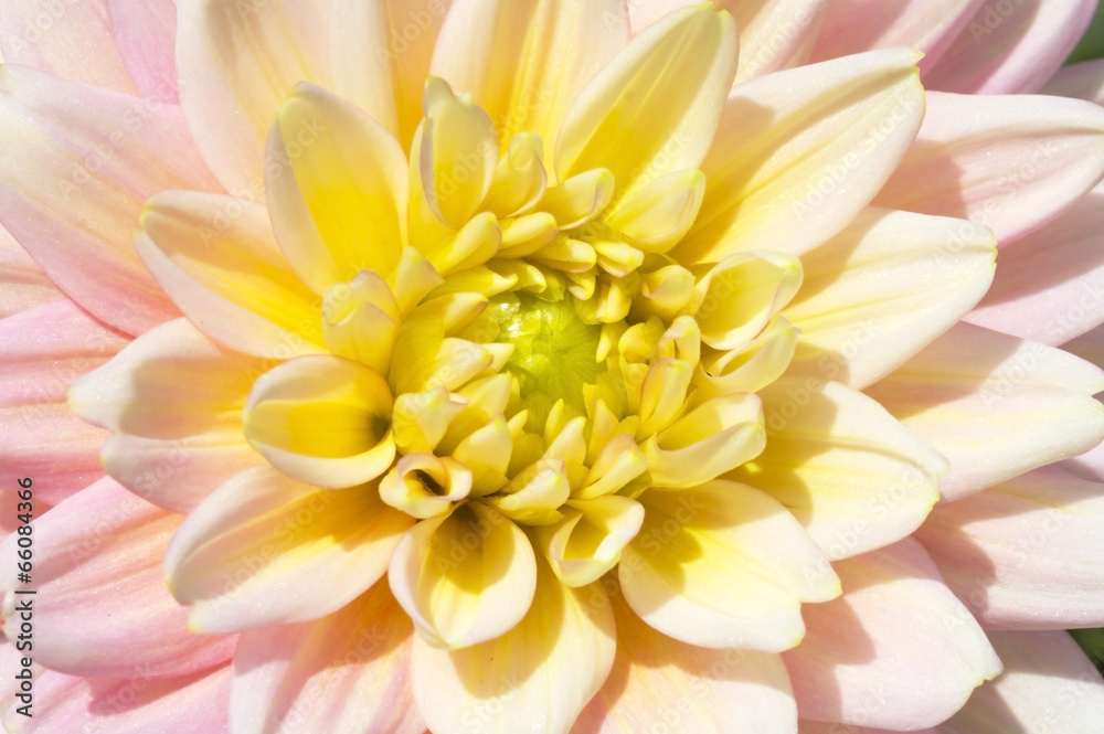 Dahlia Flowers Dahlia Flowers