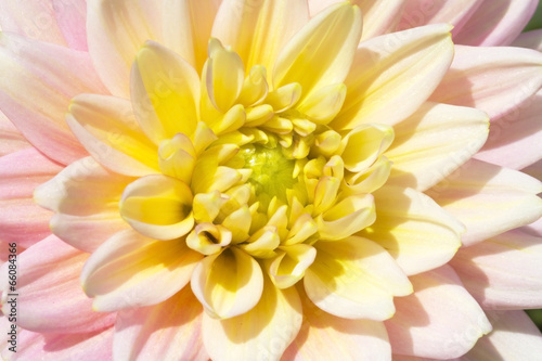 Dahlia Flowers