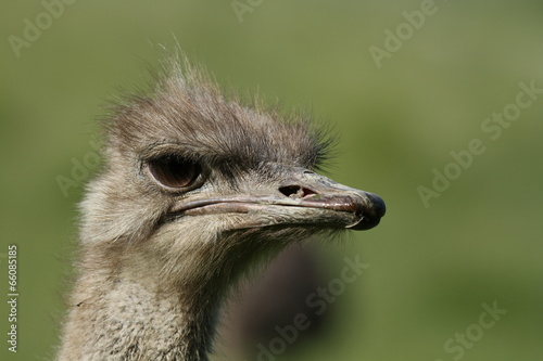 autruche de profil photo