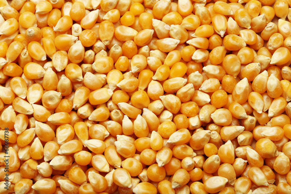 Corn kernels arranged as the background Corn kernels arranged as the background