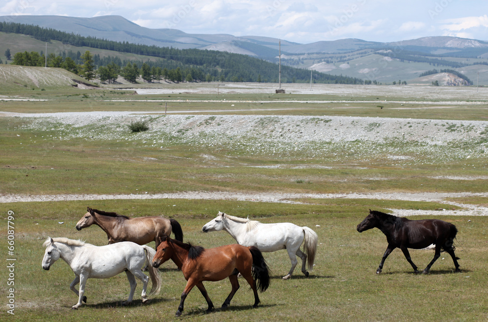 Mongolian wild horses - obrazy, fototapety, plakaty 