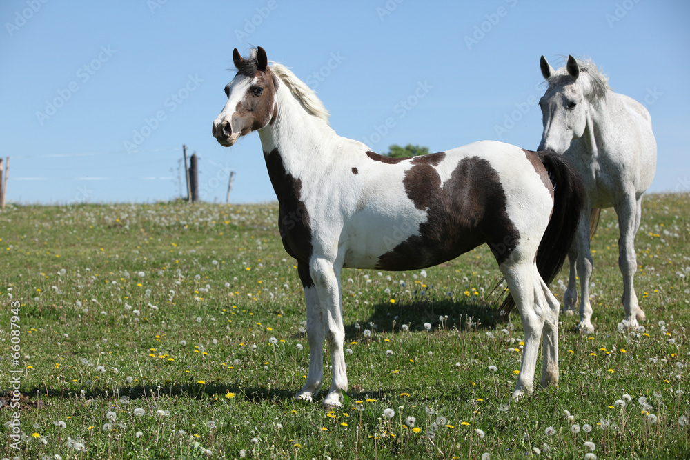 Two horses standing on pasturage together Two horses standing on pasturage together