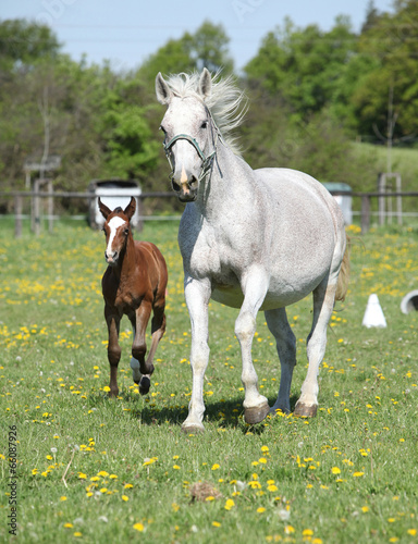 Beautiful mare running with its foal