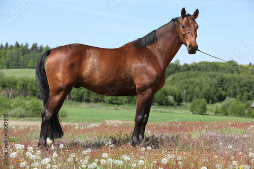 Amazing brown horse standing in nature
