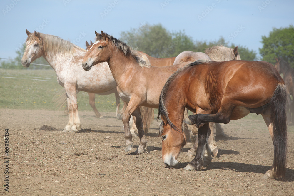 Batch of horses in paddock