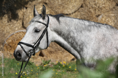 Portrait of beautiful grey horse with bridle