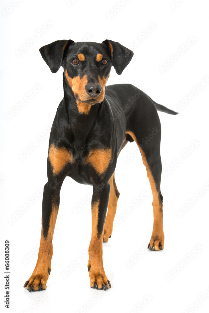 Deutscher Pinscher