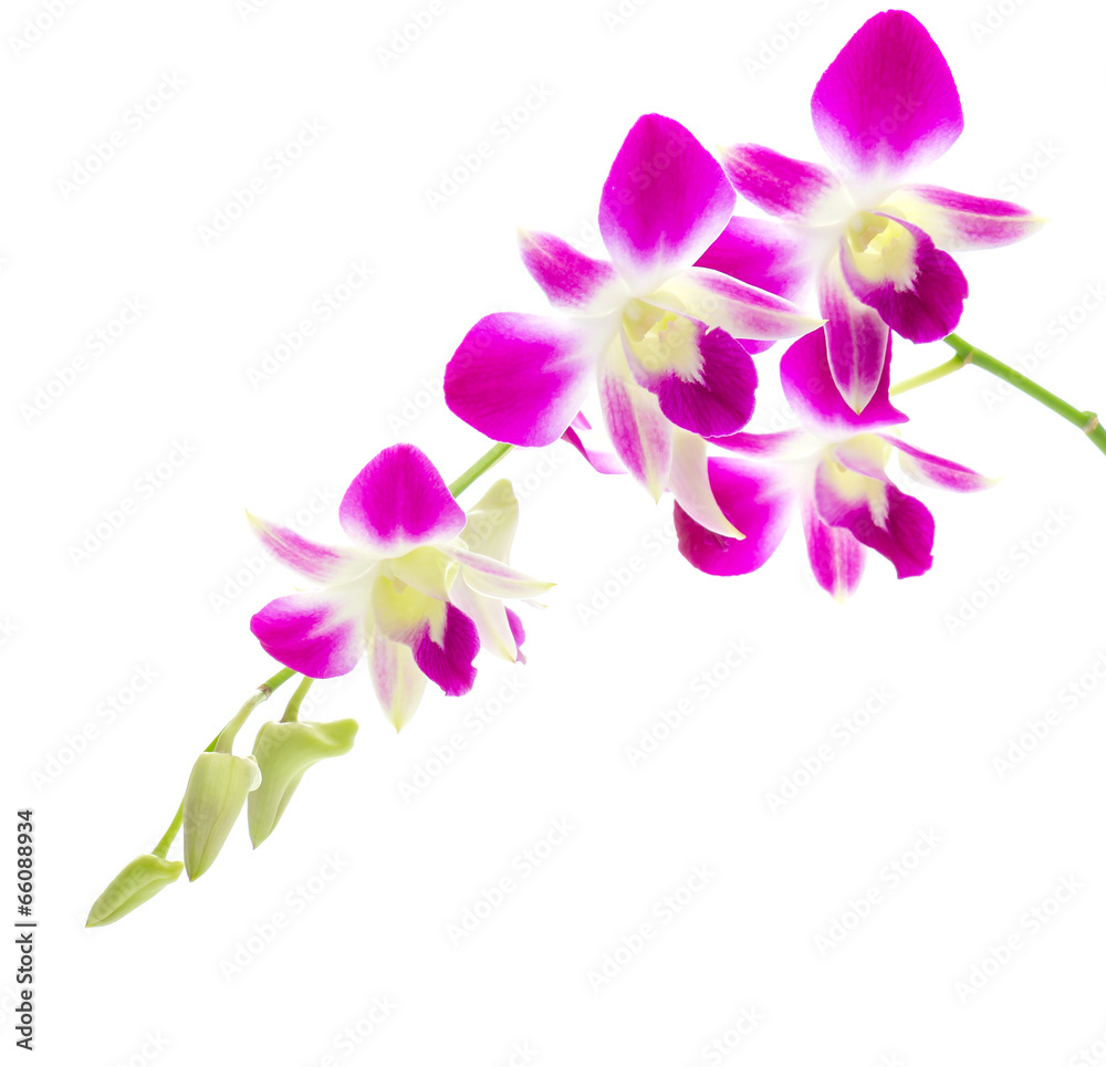 Purple orchid flower isolated white background