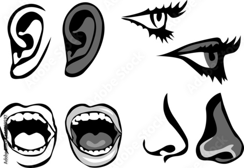 human senses