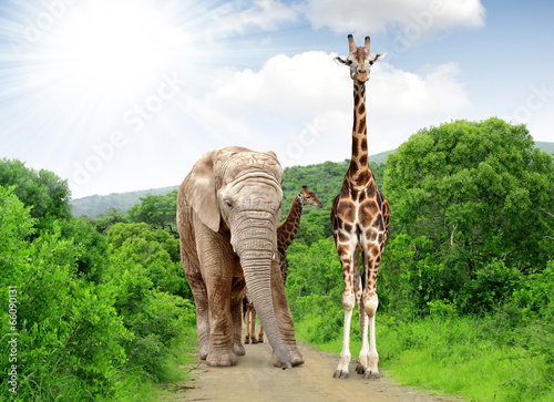Sticker Giraffe and elephant in Kruger park South Africa