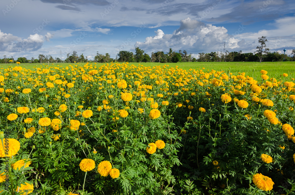 Fototapeta premium Marigolds or Tagetes erecta flower