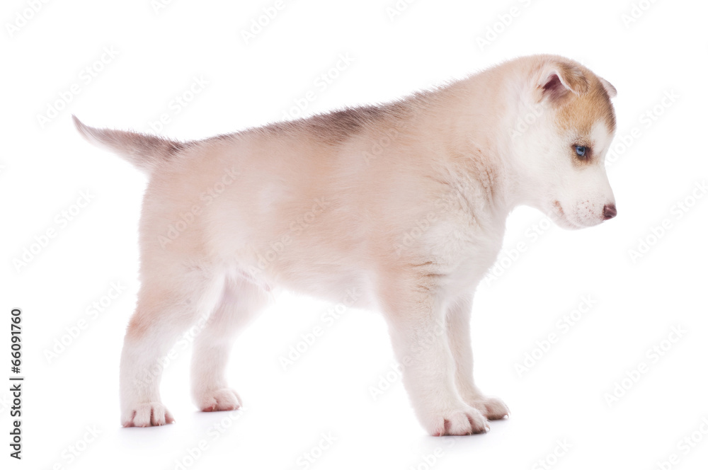 Naklejka premium Cute little husky puppy