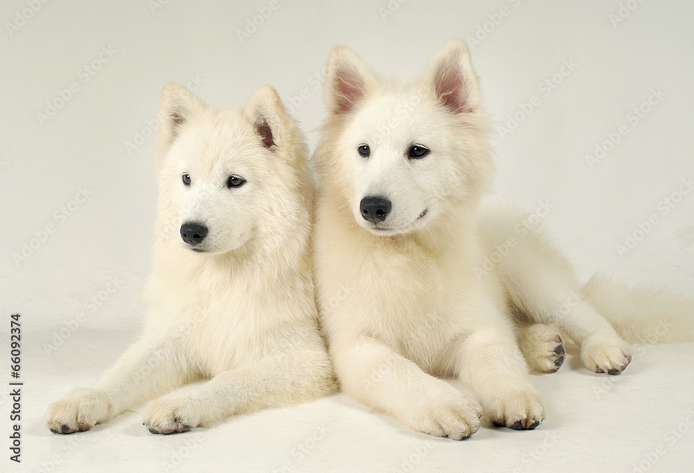 Obraz premium 귀여운 애완동물