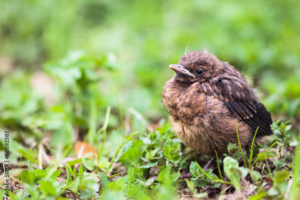Closeup of a baby male Common Blackbird (Turdus merula). Closeup of a baby male Common Blackbird (Turdus merula).