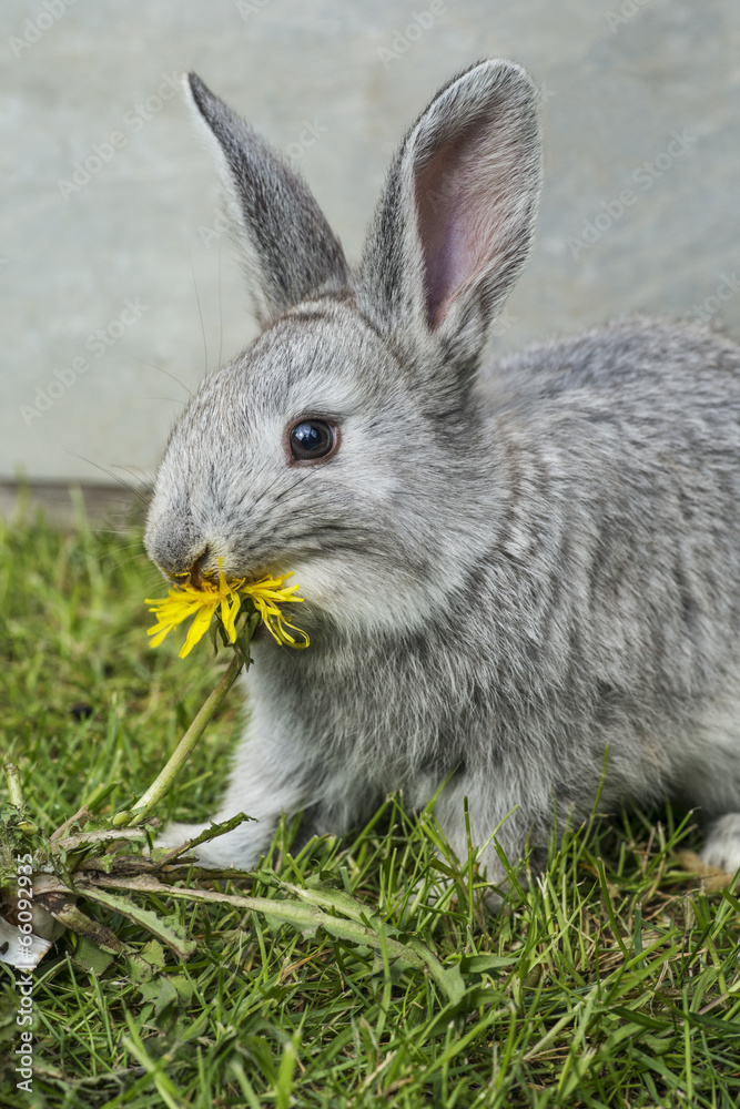 Fototapeta premium graues Kaninchen frist Löwenzahn