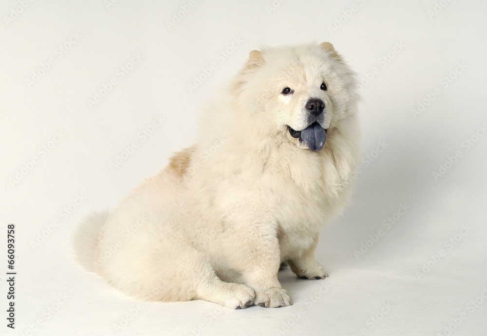 Obraz premium 귀여운 애완동물