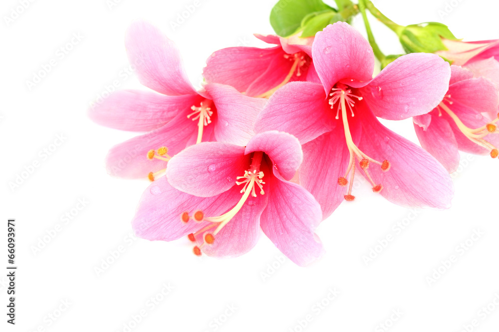 Beautiful pink Hibiscus or Chinese rose flower isolated on a whi Beautiful pink Hibiscus or Chinese rose flower isolated on a whi