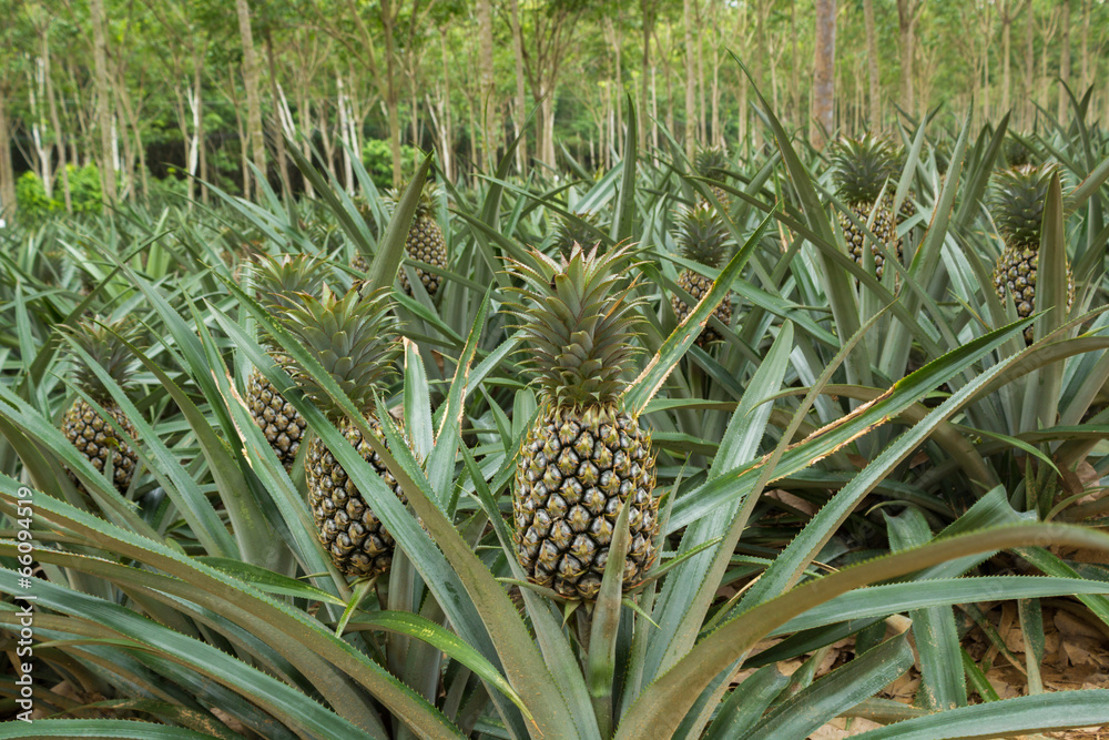 Obraz premium Pineapple plant field in rubber garden