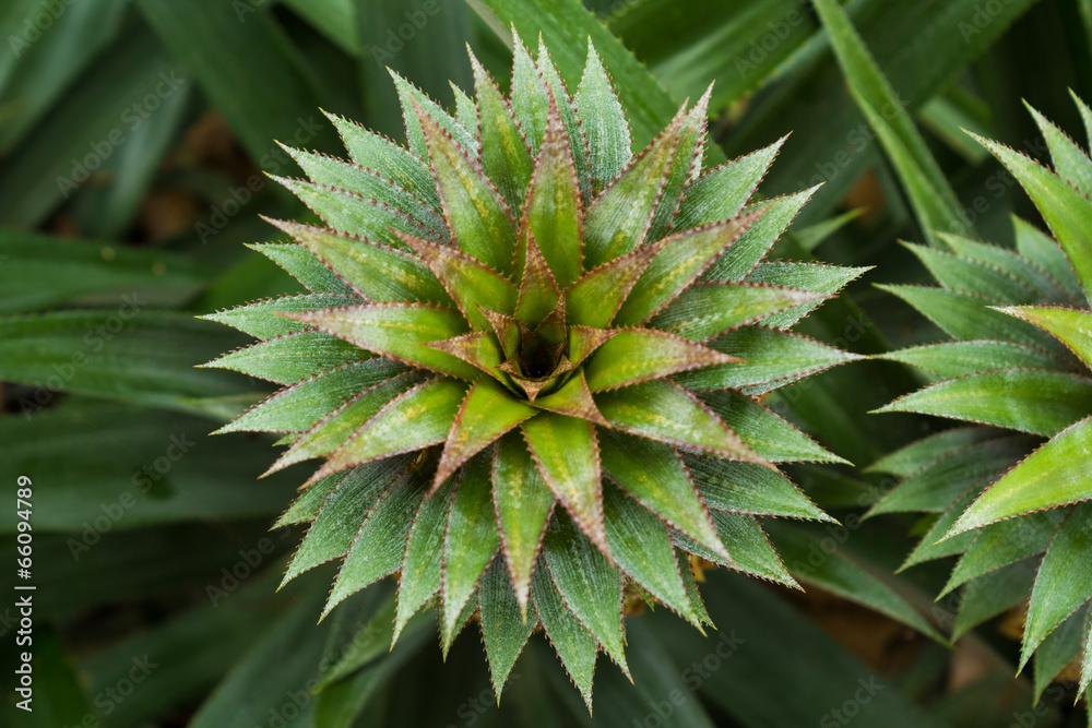 Pineapple plant field in rubber garden Pineapple plant field in rubber garden
