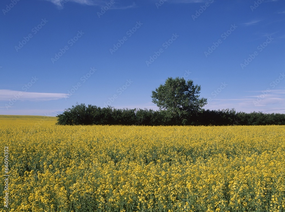 Obraz premium 계절풍경