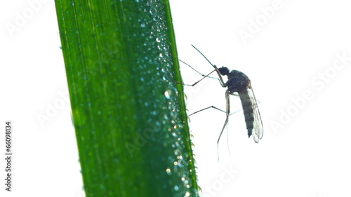 Mosquito on blade of grass against white background