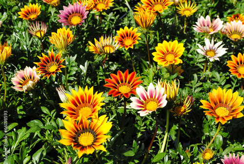 Background of Colorful Gerber Daisies in the Summer Sun