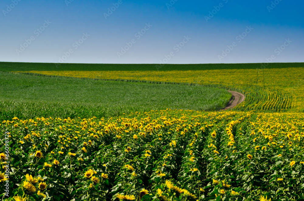 Field of sunflowers with track and clear blue sky
