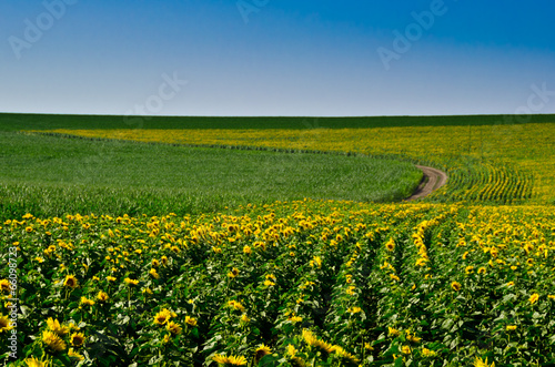 Field of sunflowers with track and clear blue sky