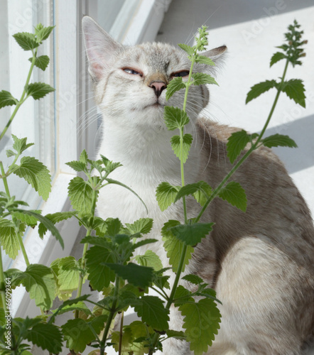 Photos catnip