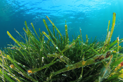 Sea Grass Underwater © Richard Carey