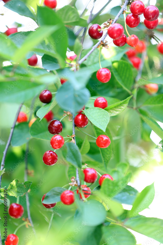 Red cherries on tree branch Red cherries on tree branch