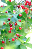 Red cherries on tree branch