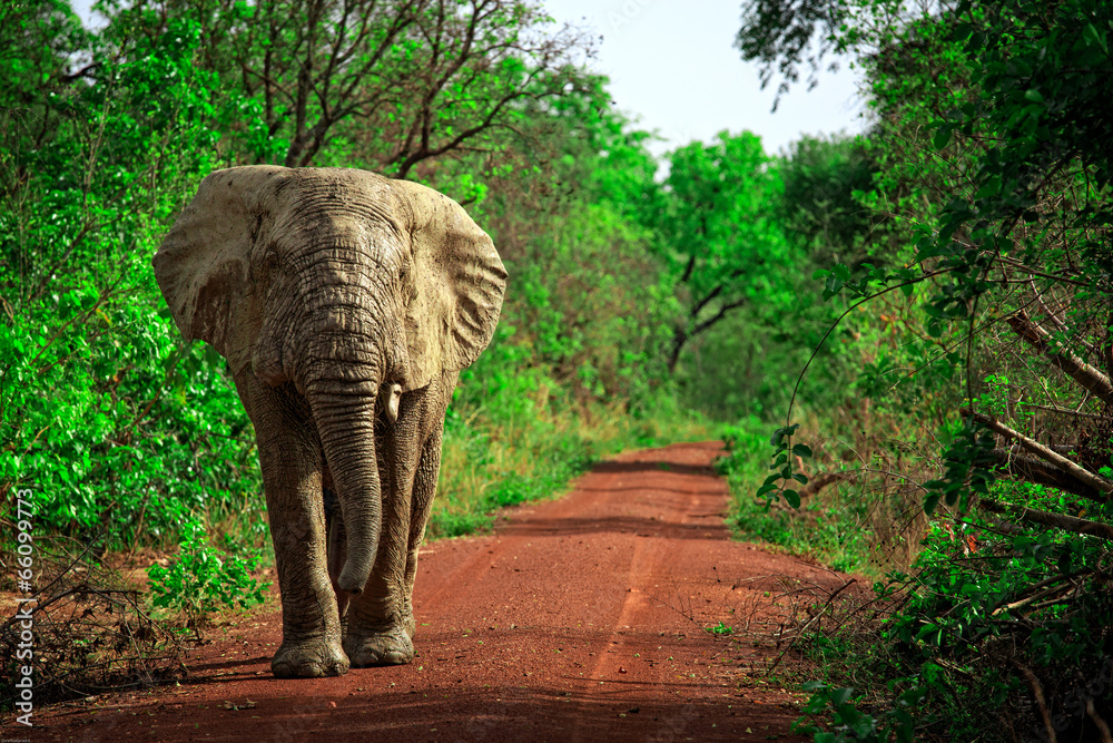 Elephant in Mole National Park, Ghana - obrazy, fototapety, plakaty 