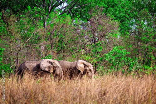 Photography Elephants in Mole National Park, Ghana