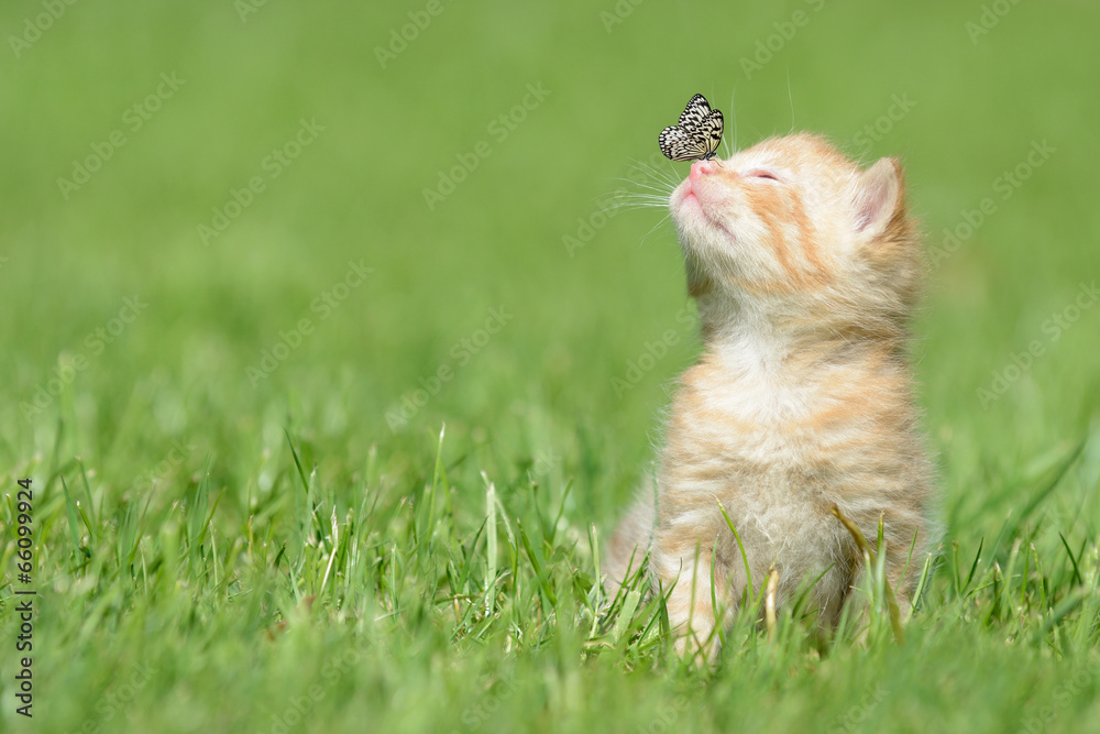 Obraz premium Katze mit Falter
