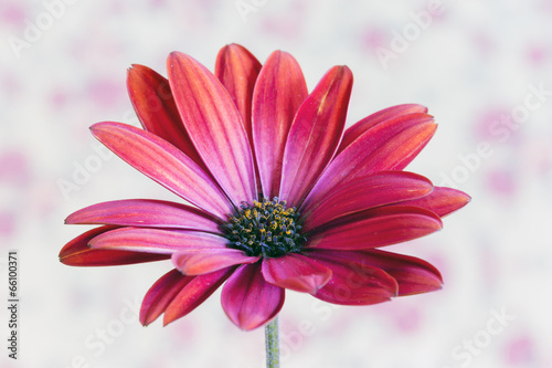 Fototapeta Naklejka Na Ścianę i Meble -  flower red Dimorfoteca