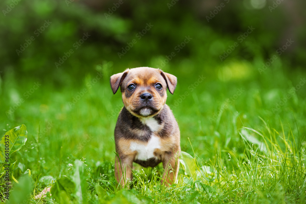 adorable staffordshire bull terrier puppy outdoors adorable staffordshire bull terrier puppy outdoors