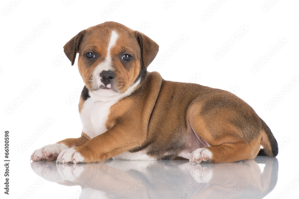 staffordshire bull terrier puppy