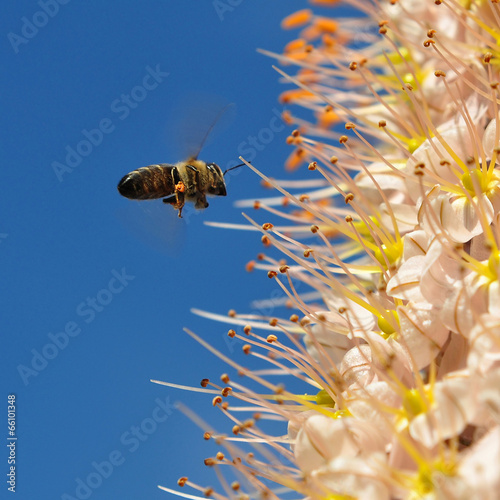 eremurus robustus and bee photo